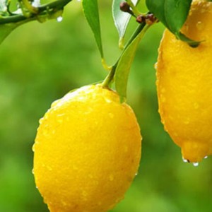 Kualitas luhur Cina borongan lemon Konéng seger
