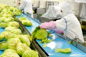 High quality fresh cabbage lettuce farming with best seller from Viet Nam