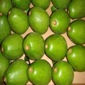 Свежы авакада / Hass Avocado, Fuerte Avocado для продажу