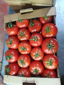 اعلیٰ معیار - تازہ ٹماٹر - ترکی سے