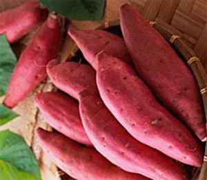 Con 3 meses de madurez de calidade superior para o mellor envío de patacas doces desde Vietnam ten un tipo de cultivo común