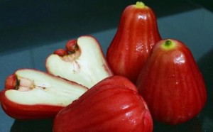 ताजा बेल फल / गुलाब स्याउ / पानी सेब
