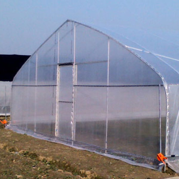 Economic Tunnel Plastic Greenhouse for Vegetable