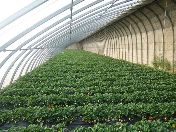 Understand several important characteristics of greenhouses