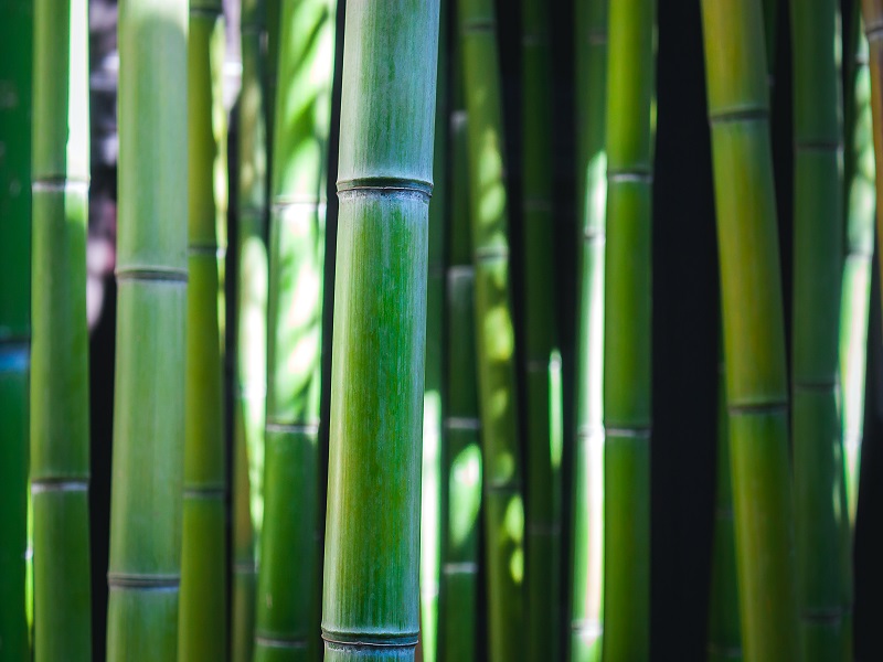 Vaxandi eftirspurn eftir bambustrefjableyjum undirstrikar vaxandi umhverfisáhyggjur
