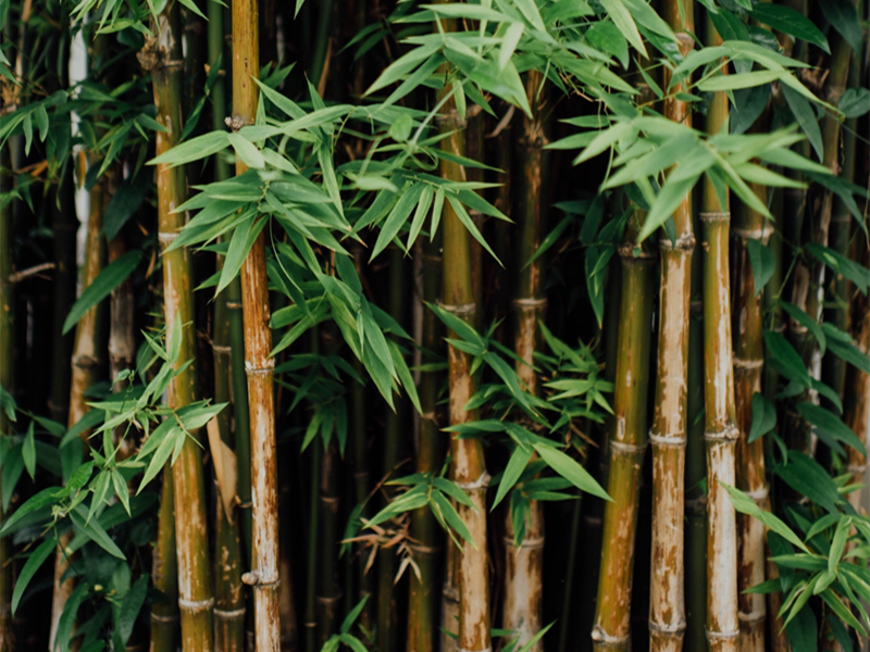 Le géant du jeu Razer investit 50 millions de dollars dans les produits en bambou