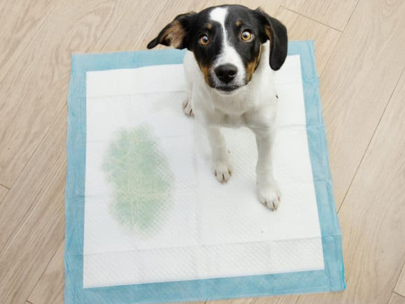 Why puppy pads for potty training is necessary?
