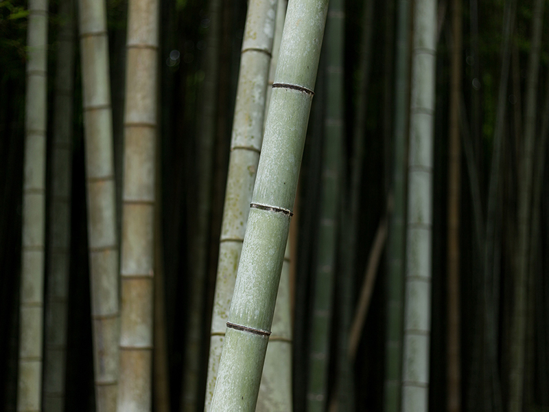 Bambusa materiāls - tuvu videi