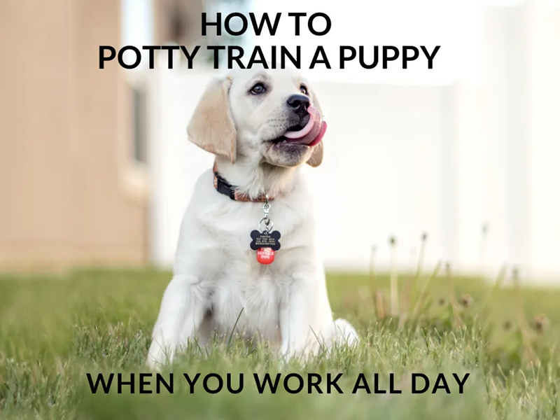 THE RIGHT WAY FOR PUPPY  POTTY TRAINING