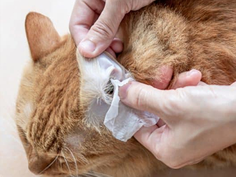 Bør du bruke hundeservietter kontra katteservietter?