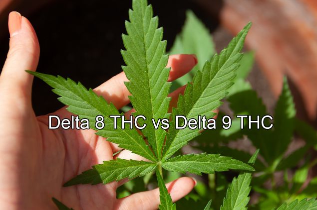 What’s the difference between Delta 8 THC & Delta 9 THC?