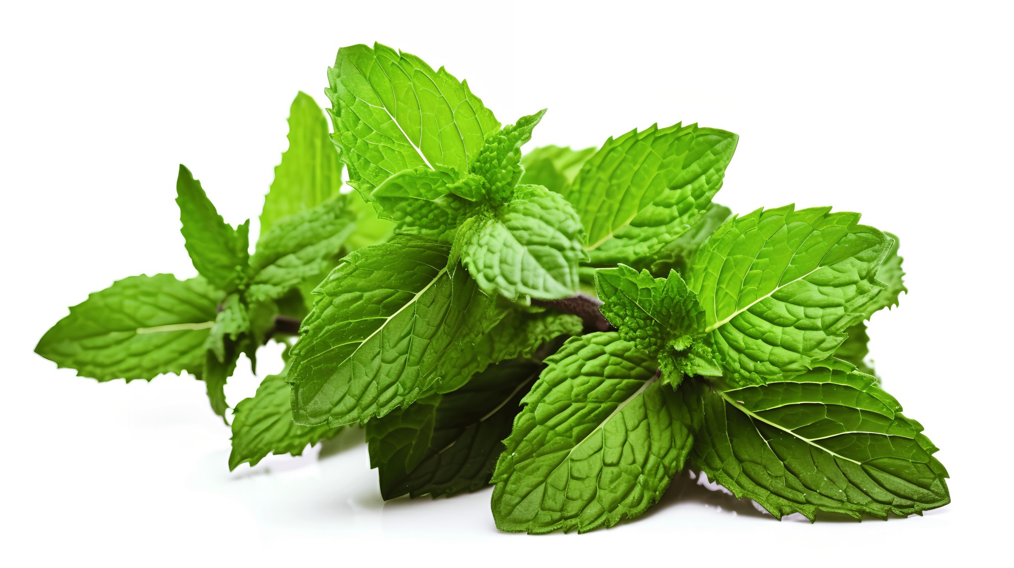 Peppermint Oil: Natural Herbal Essential Oils A...