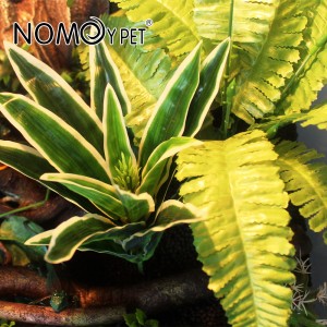 Chinese wholesale China Various Models of Natural Artificial Succulent Plants for Terrarium Decoration