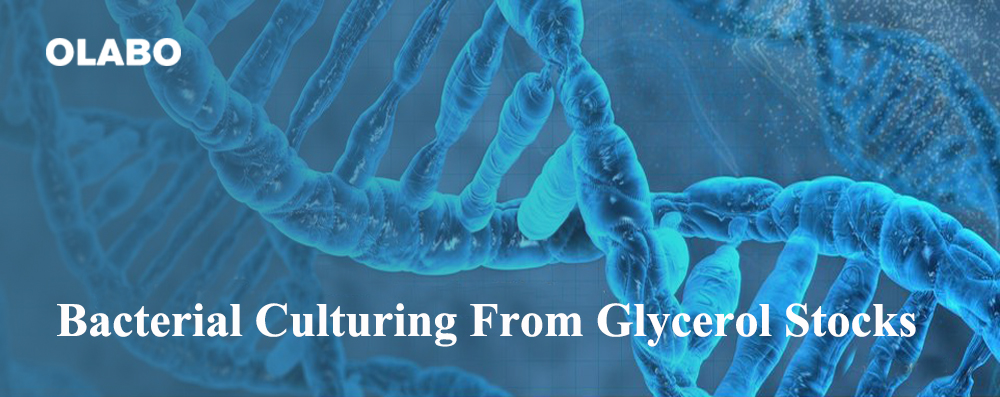 Bacterial Culturing From Glycerol Stocks