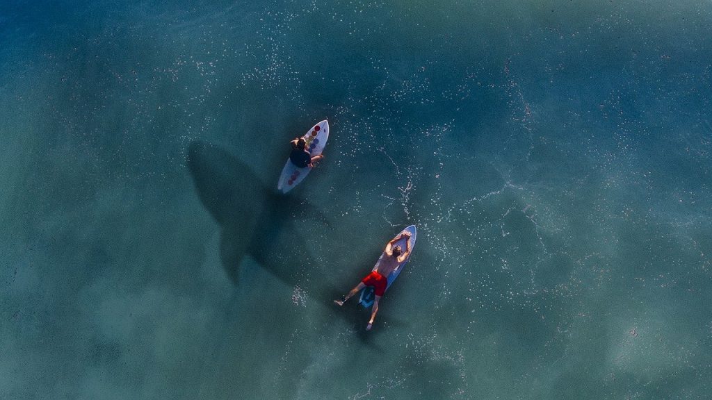 Do Sharks Attack Paddle Boarders?