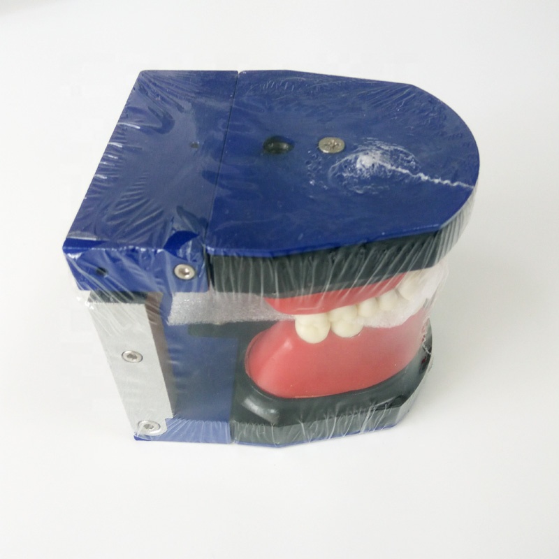 Hot-selling Old Dental Equipment - Dental orthodontic training teeth Model M8017 orthodontic soft gum dental typodont model with 28pcs – Onice detail pictures