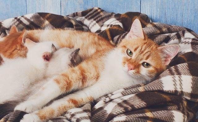 How to properly care for a pregnant cat?