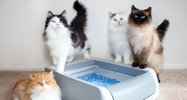 How to Manage the Litter Box in a Multi-Cat Hom？