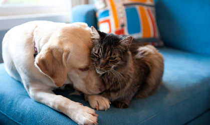 What’s Your Pet’s Love Language? A Guide to Understanding and Strengthening Your Bond With Your Pet