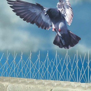 Stainless Steel Spikes For Bird Deterrent