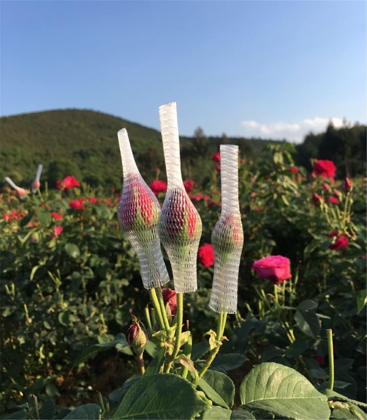 Innovative Rose Bud Net Revolutionizes Floral Transportation: A Game-Changer in Flower Export Industry