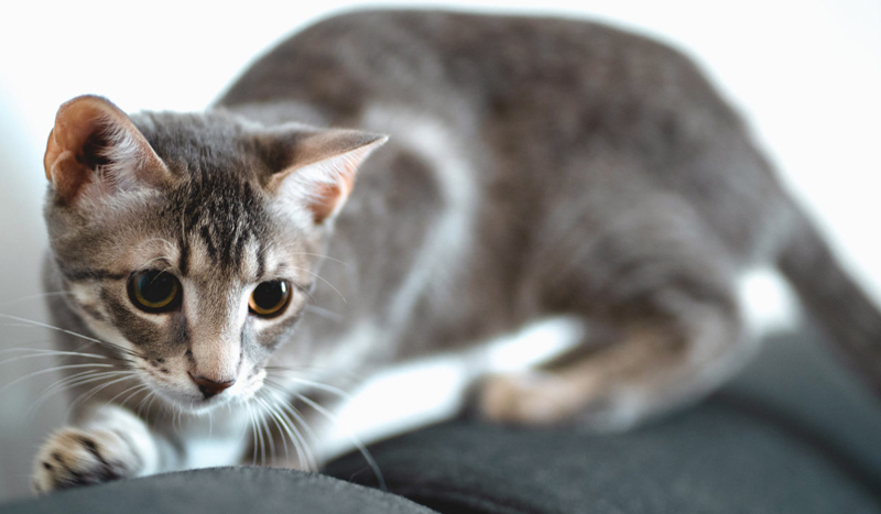 Apa manfaat penggaruk kucing untuk kucing?