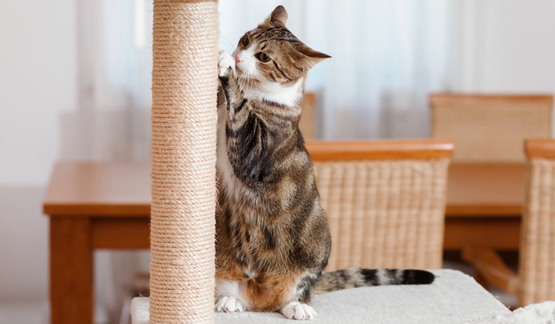 Cara mengajari kucing menggunakan tiang garukan