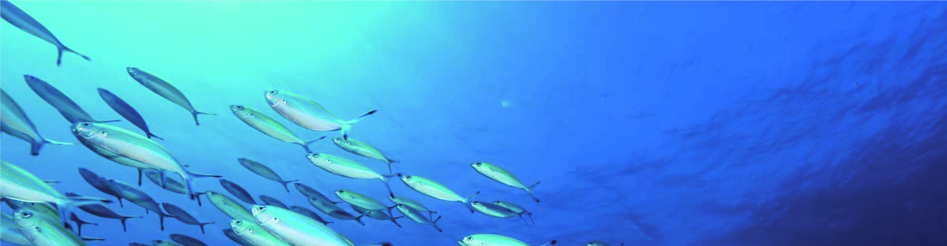 banner, Vallende film Chiller voor zeevruchten en vis