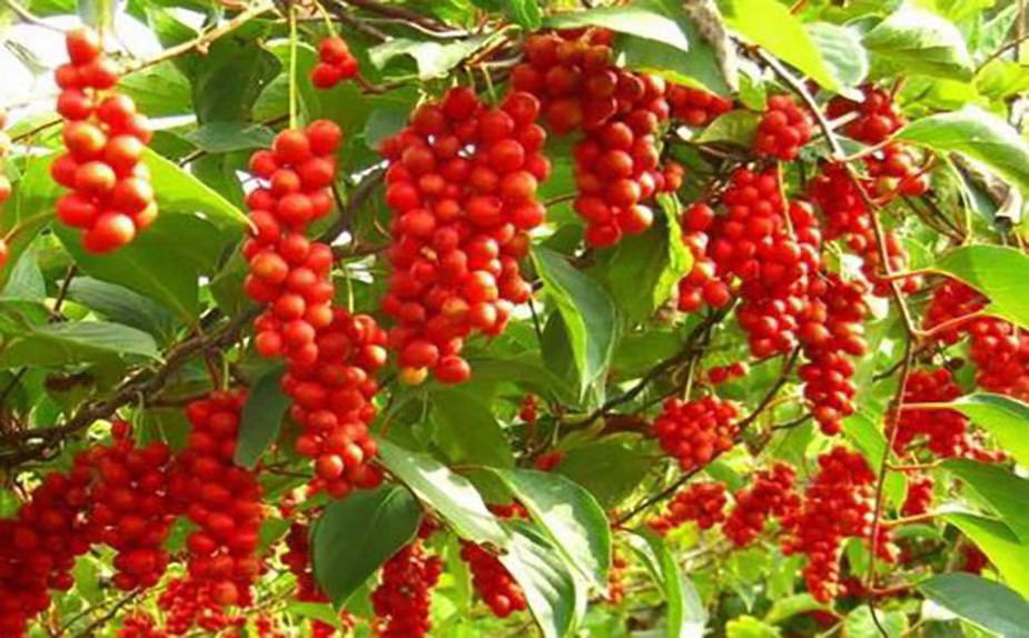What Types of Insomnia Does Schisandra Treat?