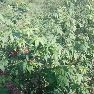 Green Blackberry Leaves with Low Pesticide Residues and Heavy Metals