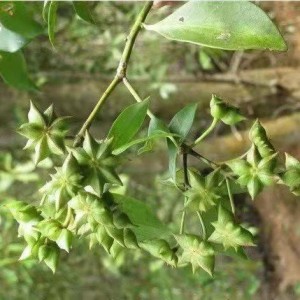 Dried Fructus Anisi Star Aniseed