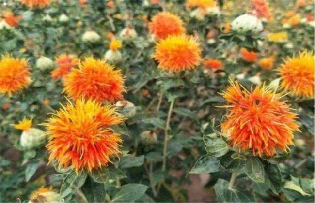 What Are the Functions of Safflower and What Recipes and Taboos?