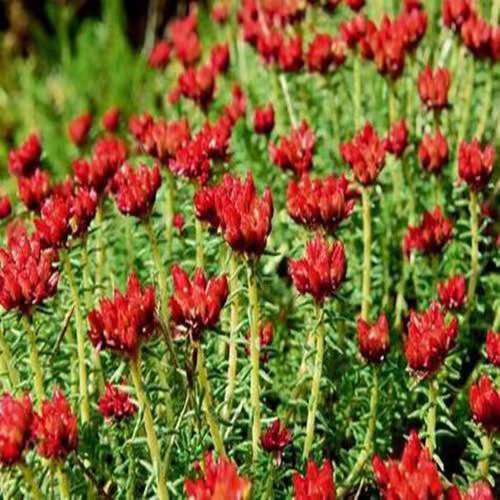 What are the Functions  of Rhodiola  and What Recipes?