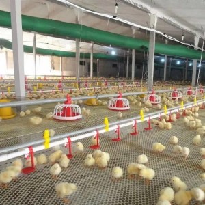 Sistema di abbeveraggio per polli Acqua potabile per animali