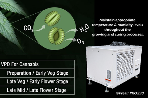 How to Maintain Proper VPD for Cannabis Cultivation