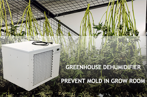 How to Prevent Mold in Grow Room?