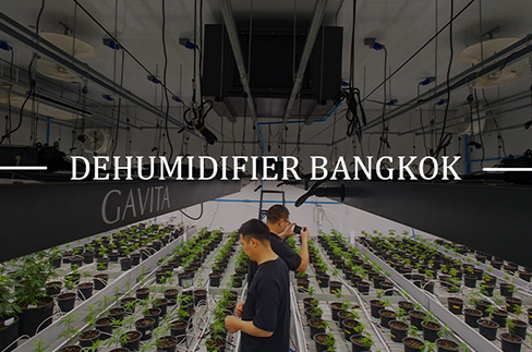 Too Humid in Grow Room Get Dehumidifiers in Bangkok