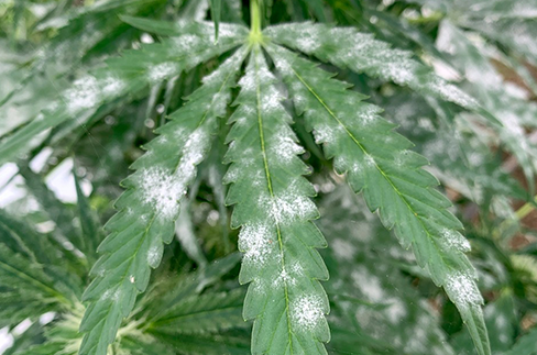 White Spots on Cannabis Leaves and Treatment