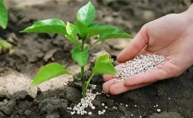 Fertilizzant Ċiniż Esportat lejn id-Dinja