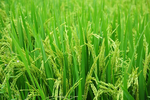 Cales son os fertilizantes máis utilizados na agricultura?