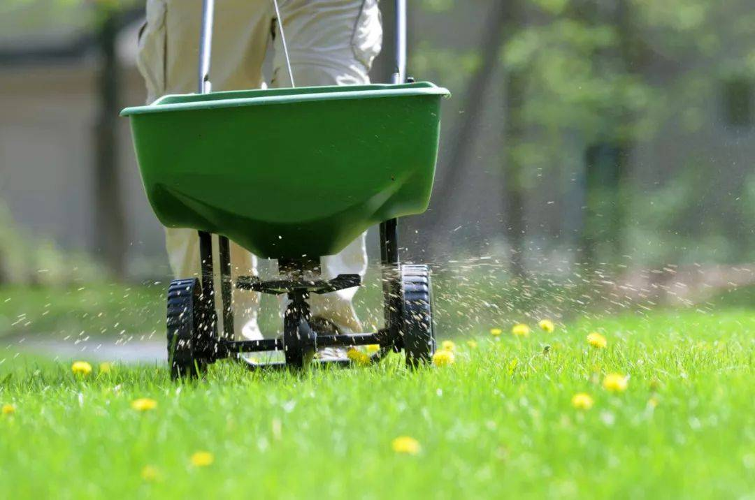 Tindakan Pencegahan Pupuk Musim Panas: Memastikan Halaman Rumput Rimbun dan Sehat