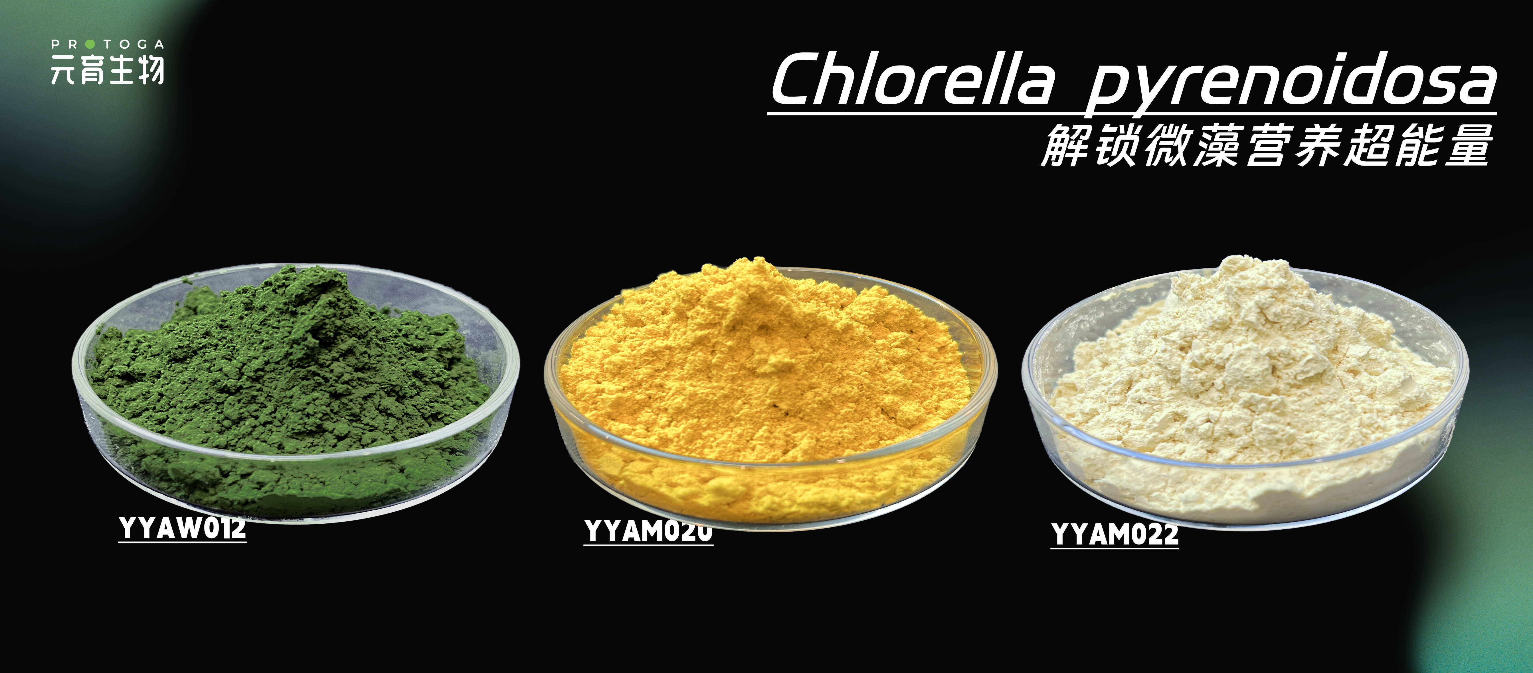 NEW Chlorella powder coming! Successful breeding of yellow and white Chlorella