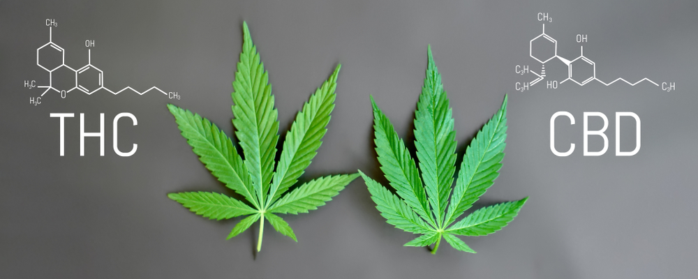 What’s the Difference between CBD and THC?