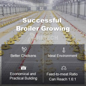 Broiler Floor Raising Chicken Farming Automatic Poultry Equipment in Indonesia