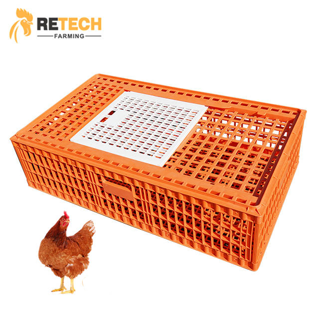 Chicken Farm Plastic Transport Cages for Layers/broilers Featured Image