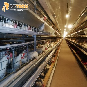 Retech Automatic broiler/layer chicken breed battery cage for 10000 chickens