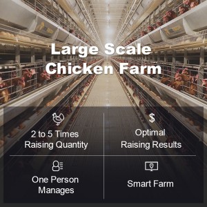 Modern Design Automatic Poultry Farm Equipment Chicken Layer Cages for 20000 birds