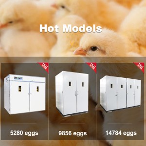 China Manufacturer Eggs Full Automatic Chicken Egg Incubator for 10000 eggs
