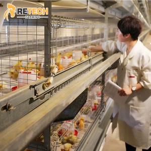 Automatic Poultry Farm System A Type Egg Laying Hens Cage for 10000 chicks