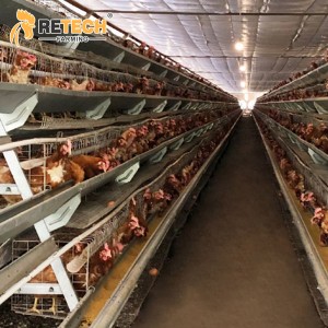 A type layer battery cage system chicken poultry farm in Nigeria